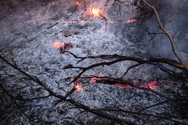 Tierra cubierta de cenizas: los incendios forestales en la Amazonía Tierra cubierta de cenizas: los incendios forestales en la Amazonía - Sputnik Mundo