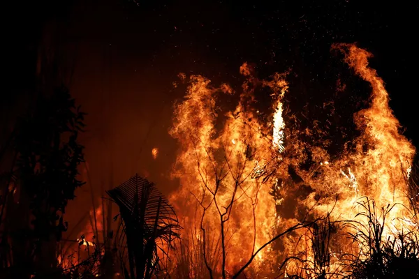 Tierra cubierta de cenizas: los incendios forestales en la Amazonía Tierra cubierta de cenizas: los incendios forestales en la Amazonía - Sputnik Mundo