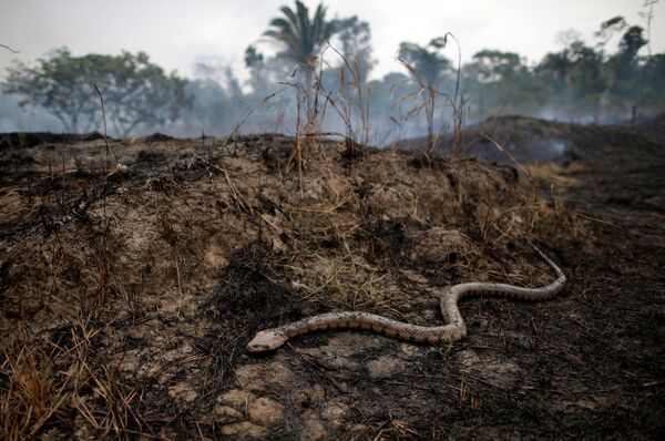 Tierra cubierta de cenizas: los incendios forestales en la Amazonía - Sputnik Mundo