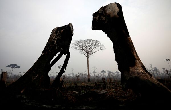 Tierra cubierta de cenizas: los incendios forestales en la Amazonía - Sputnik Mundo