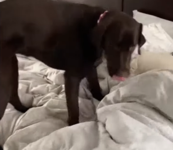 ¡Mejor que un despertador! Así levanta un labrador a su dueña de la cama - Sputnik Mundo