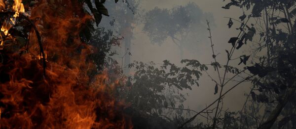 Incendios en la Amazonía - Sputnik Mundo