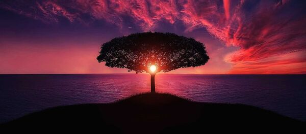 Un arbol cercano al océano - Sputnik Mundo