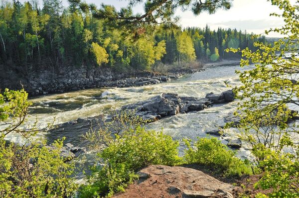 La verdad detrás de los pulmones del mundo: te enseñaron mal y te explicamos por qué - Sputnik Mundo