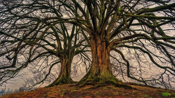 Árboles, árbol (imagen referencial) - Sputnik Mundo