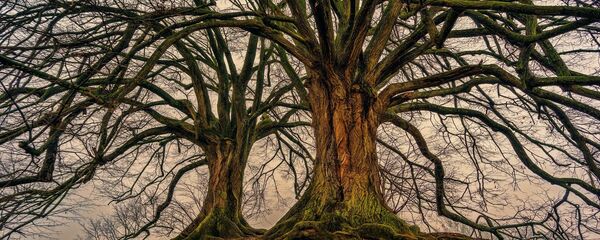 Árboles, árbol (imagen referencial) - Sputnik Mundo
