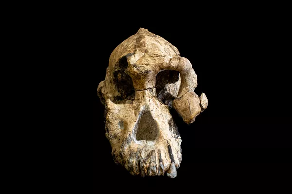 Un cráneo ancestral ayuda a recrear el rostro del antecesor de la especie humana Un cráneo ancestral ayuda a recrear el rostro del antecesor de la especie humana - Sputnik Mundo