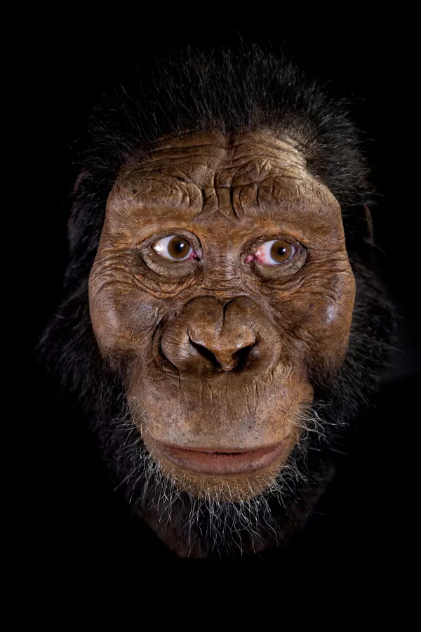 Un cráneo ancestral ayuda a recrear el rostro del antecesor de la especie humana Un cráneo ancestral ayuda a recrear el rostro del antecesor de la especie humana - Sputnik Mundo