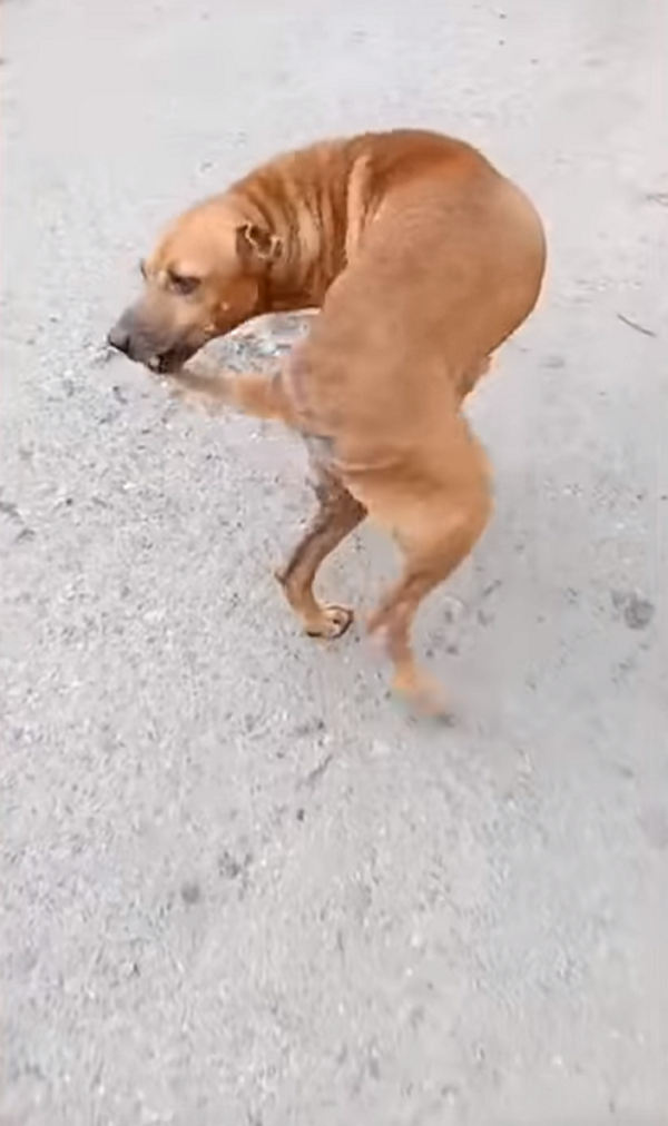 ¡Quieres comer, finge estar enfermo! Cómo un perro engaña a los transeúntes en Tailandia  - Sputnik Mundo