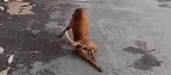 Cómo un perro engaña a los transeúntes en Tailandia  - Sputnik Mundo