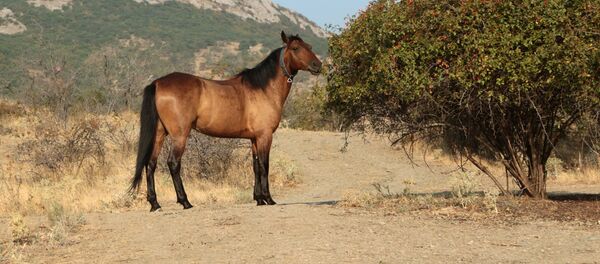 Un caballo Un caballo - Sputnik Mundo