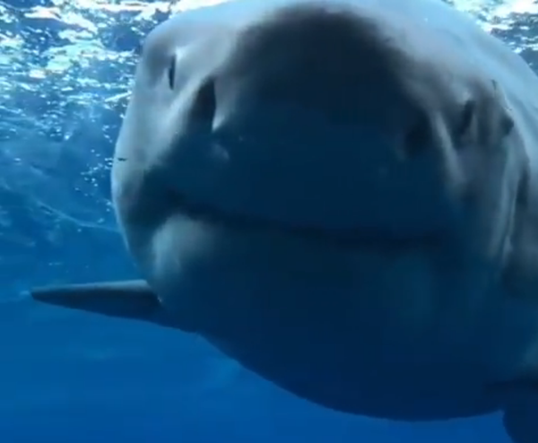 Un gran tiburón blanco, cara a cara con un buceador en un impresionante vídeo submarino - Sputnik Mundo