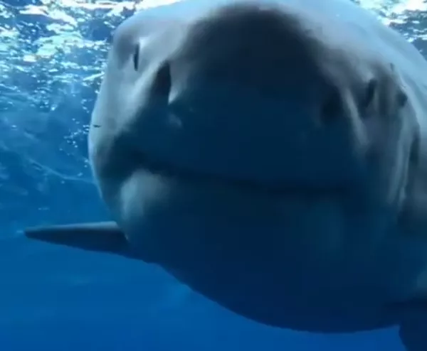 Un gran tiburón blanco, cara a cara con un buceador en un impresionante vídeo submarino Un gran tiburón blanco, cara a cara con un buceador en un impresionante vídeo submarino - Sputnik Mundo