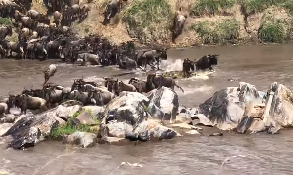 Cuando la abundancia te hace torpe: un cocodrilo ataca a una manada de ñus Cuando la abundancia te hace torpe: un cocodrilo ataca a una manada de ñus - Sputnik Mundo