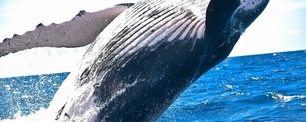 Una ballena - Sputnik Mundo