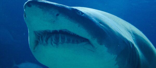 Un tiburón (imagen referencial) Un tiburón (imagen referencial) - Sputnik Mundo
