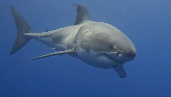 Un tiburón blanco - Sputnik Mundo