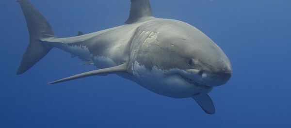Un tiburón blanco - Sputnik Mundo