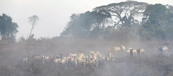 Cría de ganado en la Amazonía Cría de ganado en la Amazonía - Sputnik Mundo