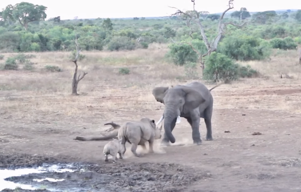 Lucha de gigantes: un rinoceronte se enfrenta a un elefante africano - Sputnik Mundo