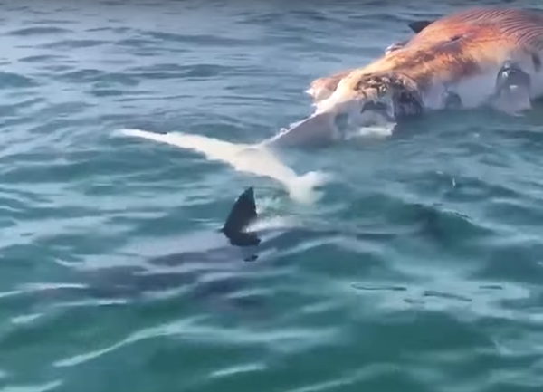 Un gran tiburón blanco se zampa una ballena ante decenas de testigos Un gran tiburón blanco se zampa una ballena ante decenas de testigos - Sputnik Mundo