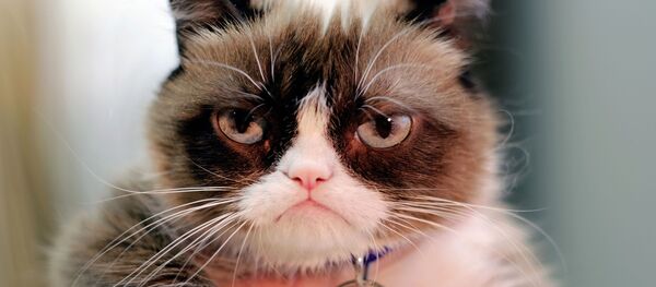 Grumpy cat, la gata gruñona - Sputnik Mundo