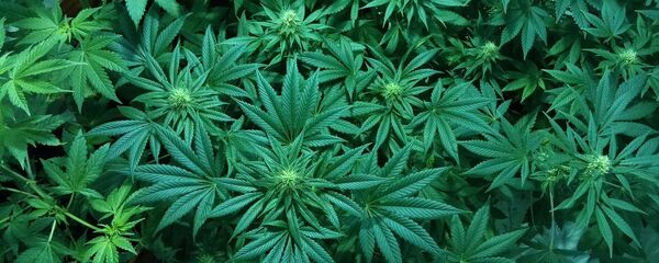 Marihuana (imagen referencial) - Sputnik Mundo