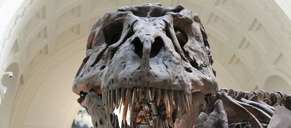 El cráneo del tyrannosaurus rex - Sputnik Mundo