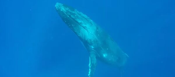 Como submarinos: unas ballenas jorobadas dejan atónito a un buceador - Sputnik Mundo