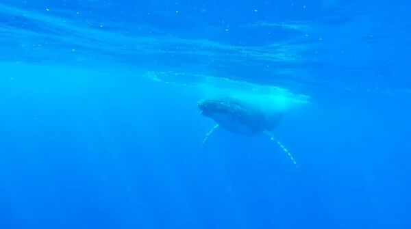 Como submarinos: unas ballenas jorobadas dejan atónito a un buceador - Sputnik Mundo