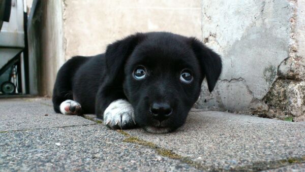 Un perrito callejero, imagen referencial Un perrito callejero, imagen referencial - Sputnik Mundo