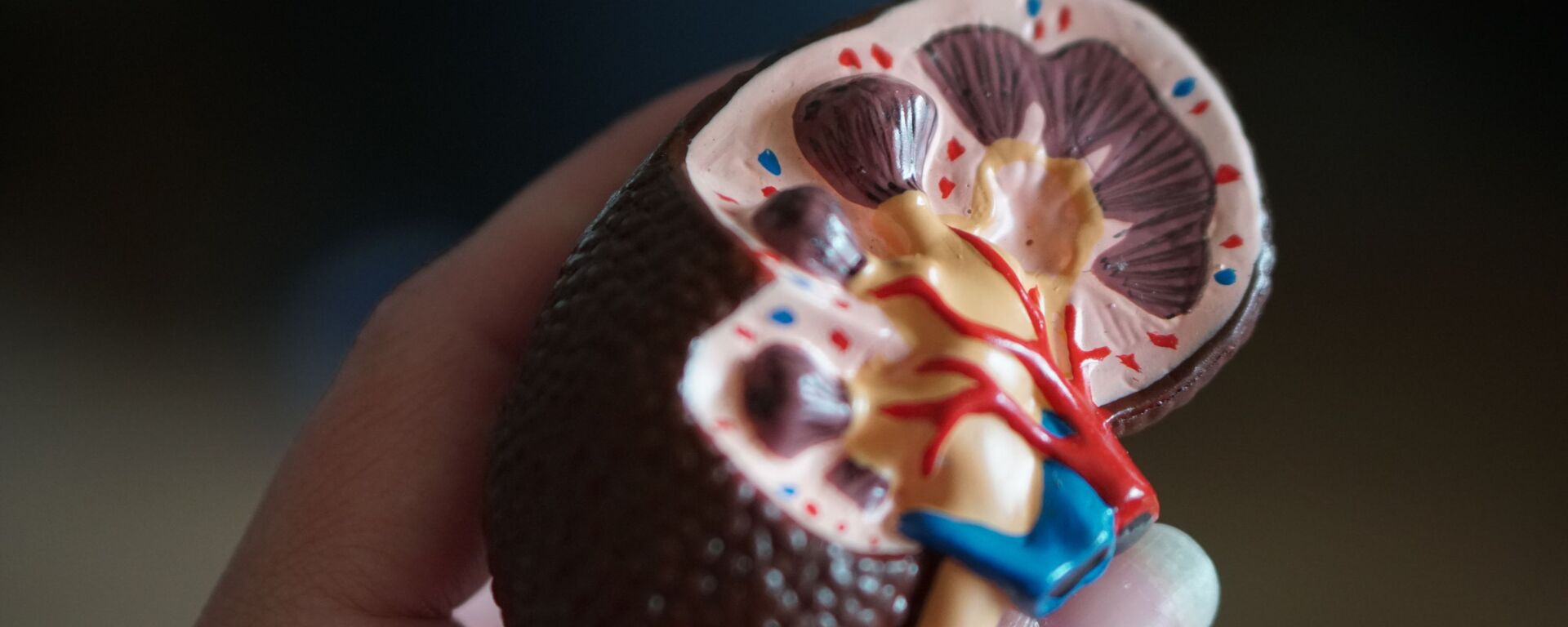Un modelo del riñón (imagen referencial) - Sputnik Mundo, 1920, 21.01.2022