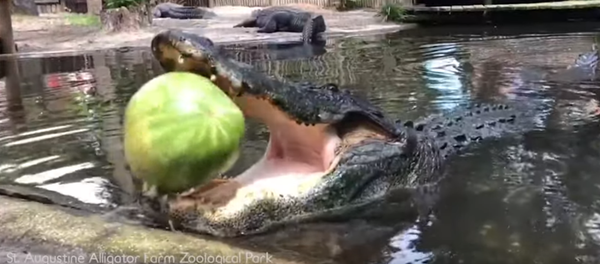 Un enorme aligátor hace explotar una sandía  - Sputnik Mundo