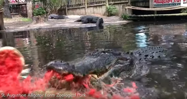 Un enorme aligátor hace explotar una sandía  - Sputnik Mundo