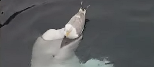 La tierna amistad entre la 'ballena espía rusa' y una gaviota - Sputnik Mundo