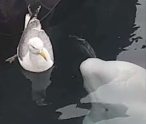 La tierna amistad entre la 'ballena espía rusa' y una gaviota - Sputnik Mundo