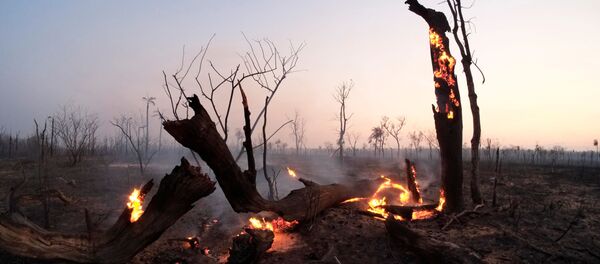 Los incendios forestales en Bolivia - Sputnik Mundo
