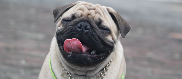 Un pug Un pug - Sputnik Mundo