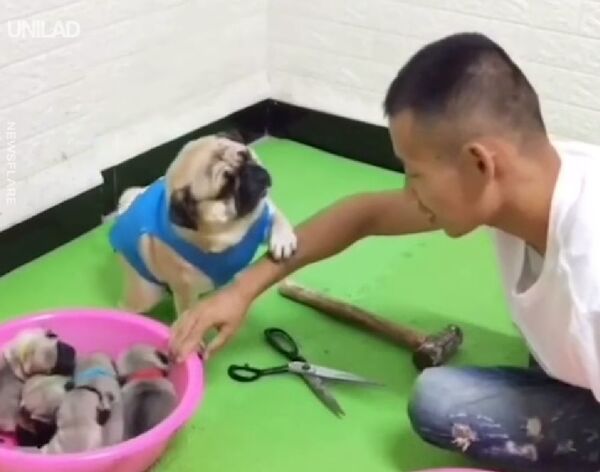 Esta pug juega 'piedra, papel o tijera' para recuperar a sus cachorros - Sputnik Mundo