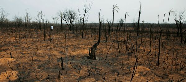 El bosque quemado en Bolivia - Sputnik Mundo