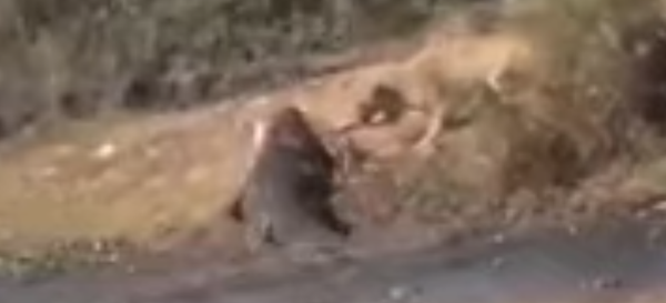  Una leona se encara a un cocodrilo para robarle la comida - Sputnik Mundo