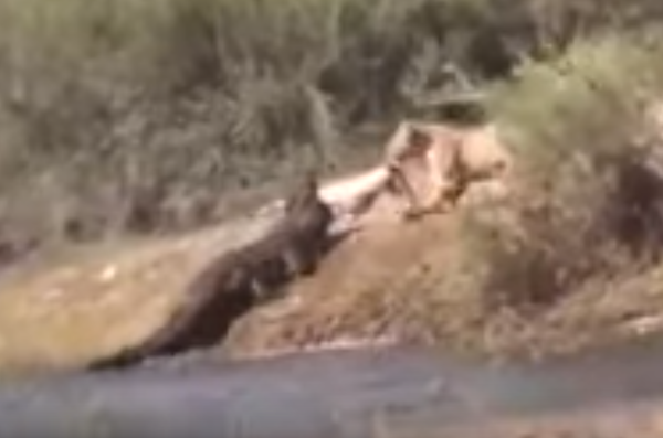  Una leona se encara a un cocodrilo para robarle la comida - Sputnik Mundo