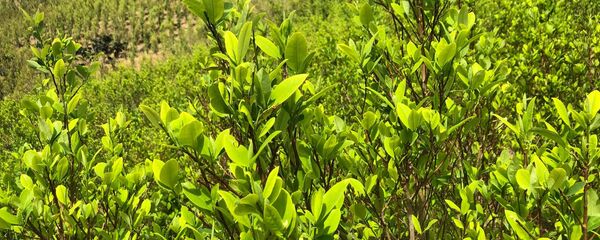 Los cultivos de coca de la Vereda La Independencia - Sputnik Mundo