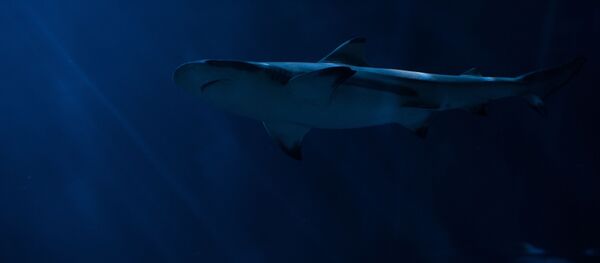 Un tiburón blanco - Sputnik Mundo