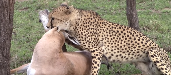 Un guepardo mata a una gacela para alimentar a su familia numerosa Un guepardo mata a una gacela para alimentar a su familia numerosa - Sputnik Mundo
