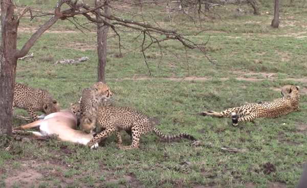 Un guepardo mata a una gacela para alimentar a su familia numerosa Un guepardo mata a una gacela para alimentar a su familia numerosa - Sputnik Mundo