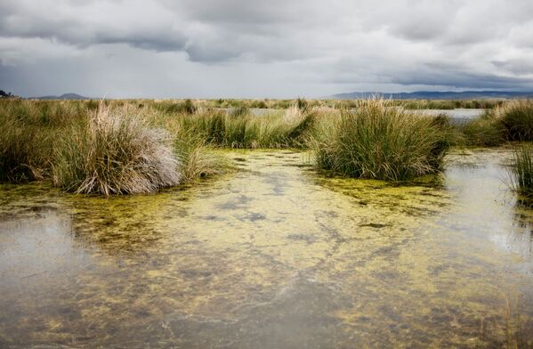 La muerte del Titicaca: cómo agoniza uno de los lagos más hermosos del planeta
 - Sputnik Mundo