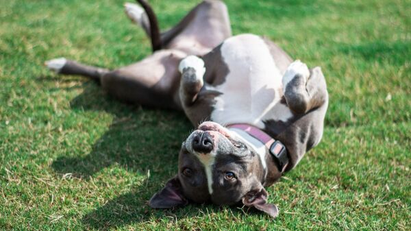 Un pitbull (imagen referencial) - Sputnik Mundo