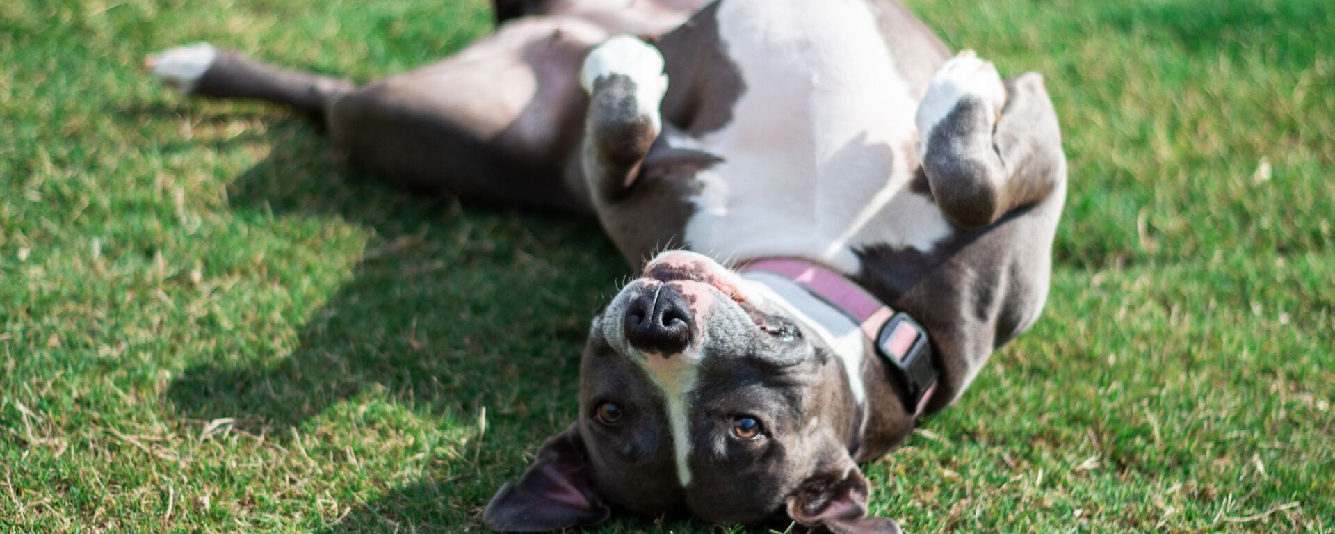 Un pit bull (imagen referencial) - Sputnik Mundo, 1920, 05.06.2021