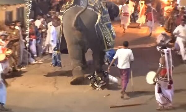 Un elefante pisotea a la multitud y deja numerosos heridos en Sri Lanka (fuertes imágenes) - Sputnik Mundo